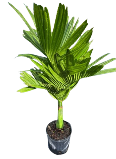 Beetle Nut Palm
